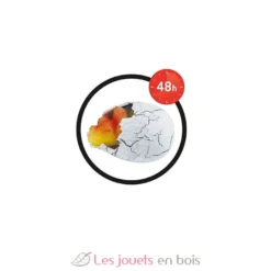 Dino Œuf Magique - Buki France