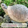 Figurine Tortue en bois marron - Wudimals