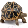 Figurine Tortue étoilée - Papo