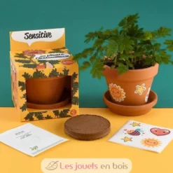 Je fais pousser mon Mimosa pudica - Radis et Capucine
