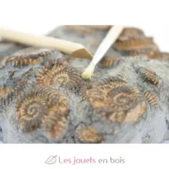 Kit Paleo - A travers les âges - Ulysse