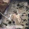Ptéranodon - Bones & More