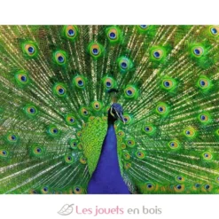 Puzzle Paon 500 pièces - Ravensburger