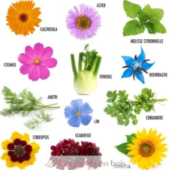 12 sachets de graines Fleurs à Papillons - Radis et Capucine