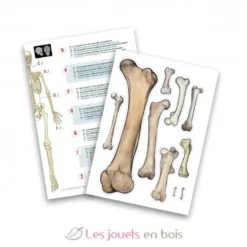 Squelette géant 85 cm - Buki France