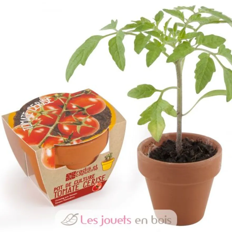 Tomate cerise bio en pot de culture - Radis et Capucine