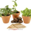 Trio de plantes magiques - Radis et Capucine